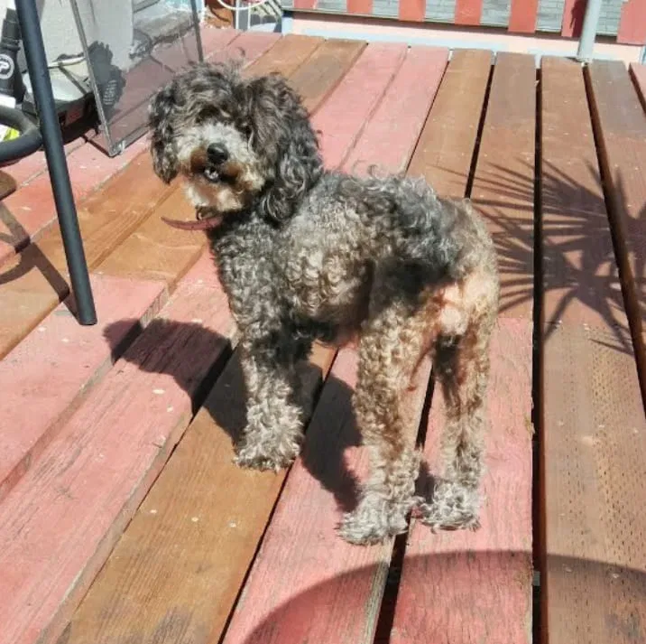Lost dog in Oakland, CA, 94619