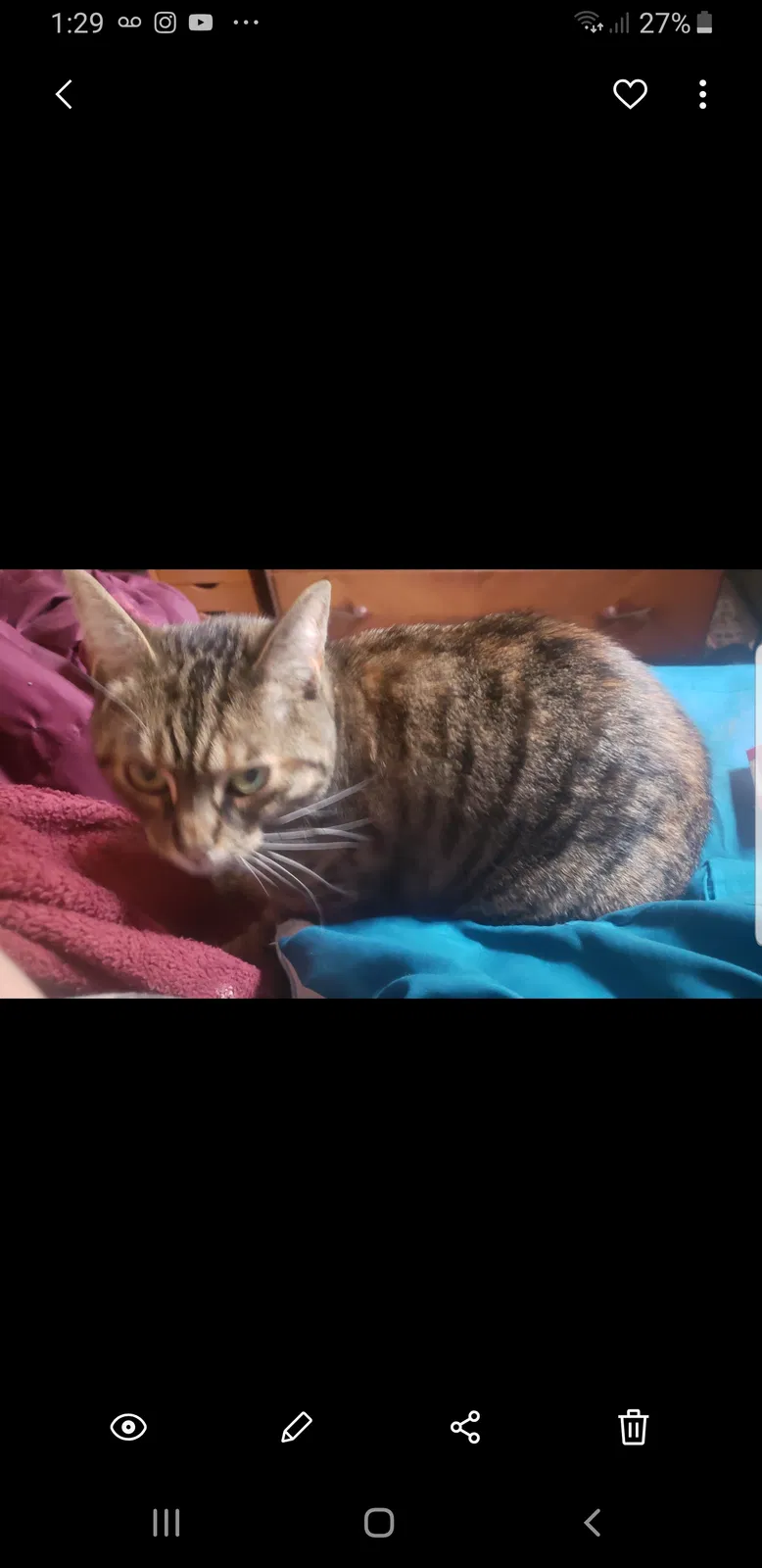 Lost cat in Gansevoort, NY, 12831