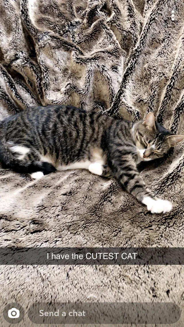 Lost cat in Phoenix, AZ, 85083