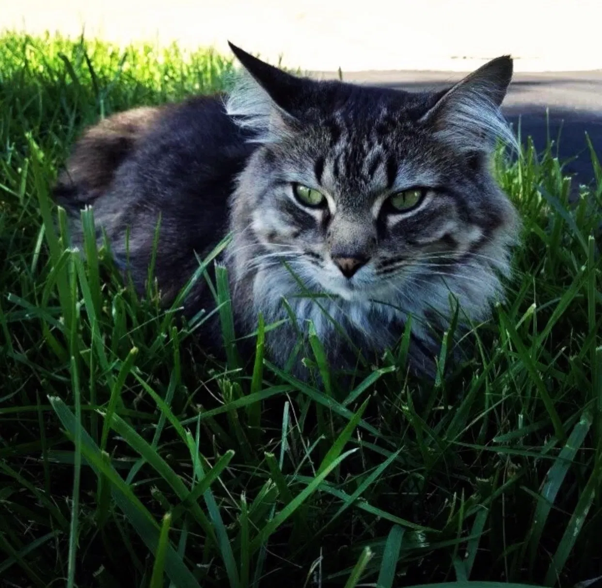 Lost cat in Baldwinsville, NY, 13027
