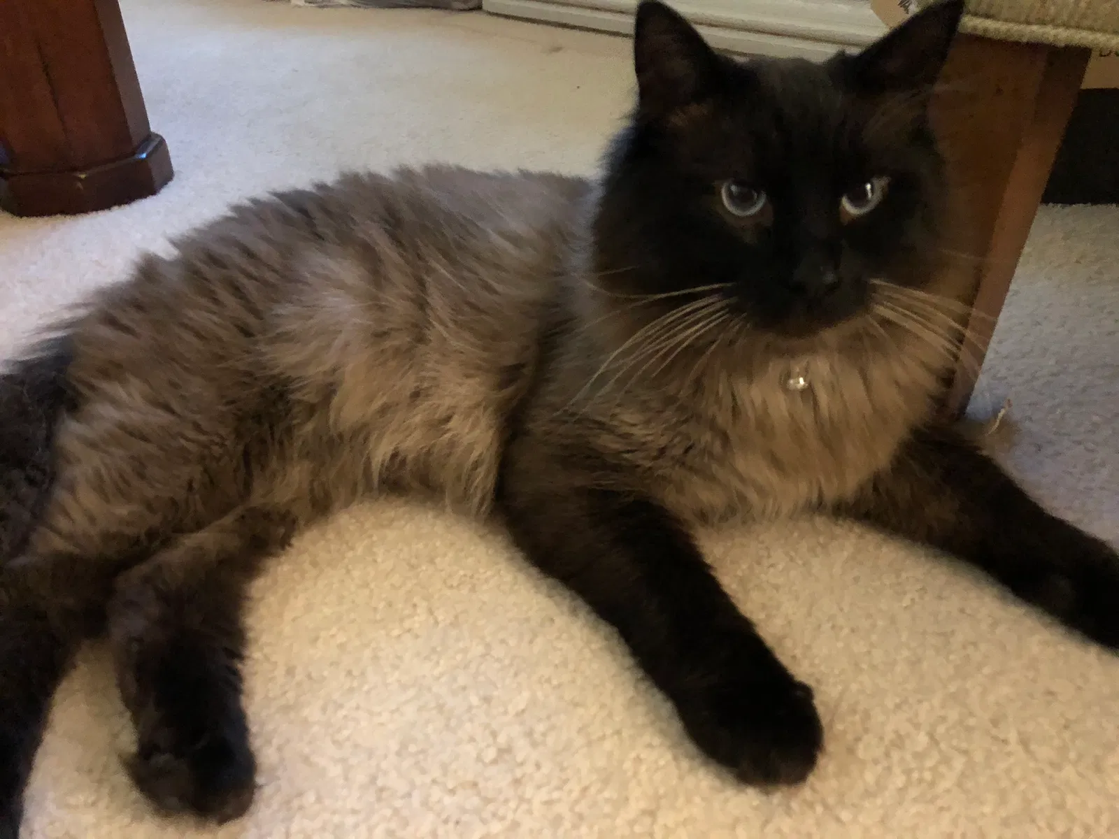 Lost cat in Olympia, WA, 98512