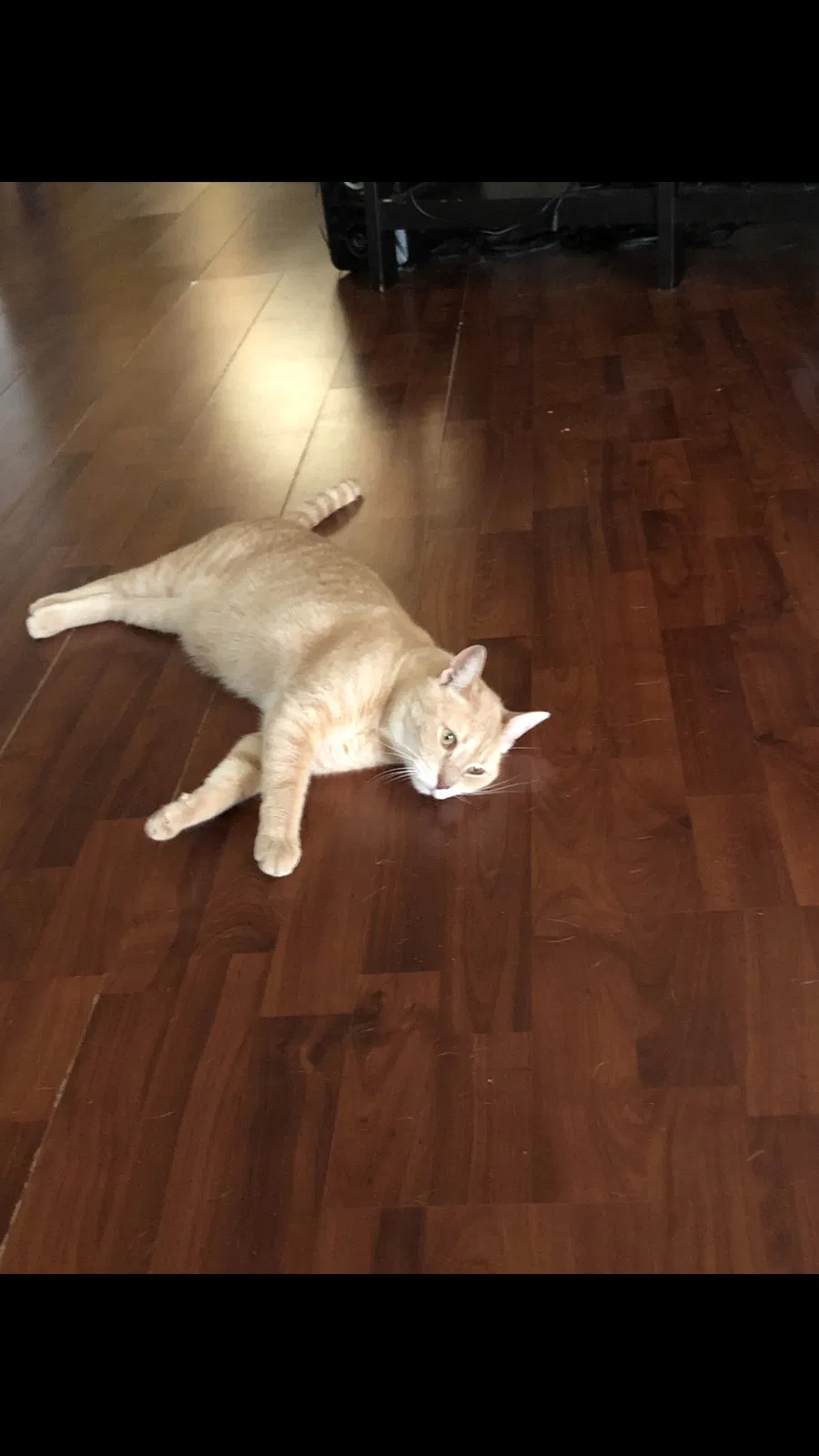 Lost cat in Philadelphia, PA, 19120