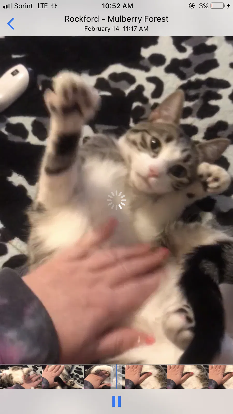 Lost cat in Rockford, IL, 61101