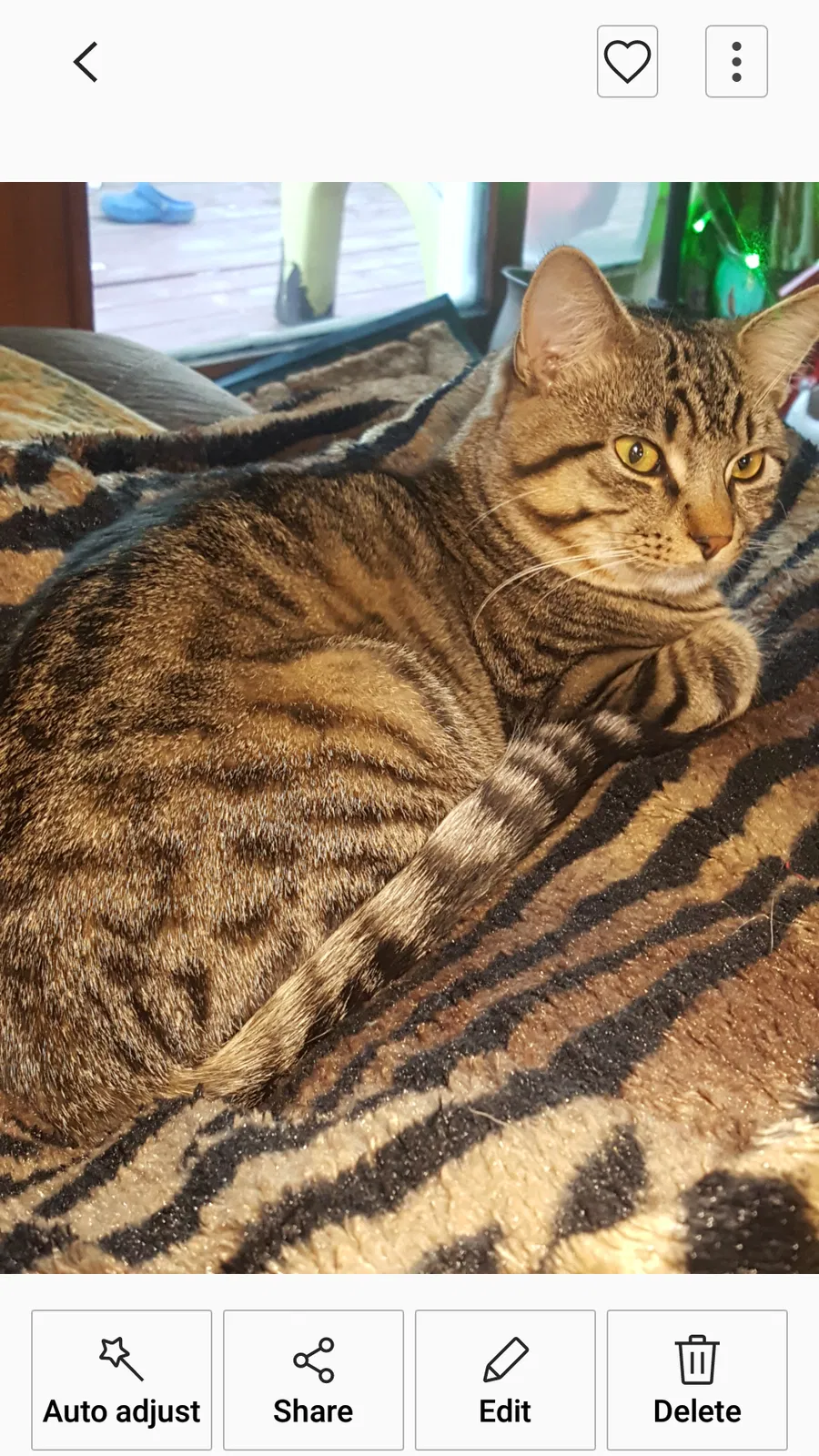 Lost cat in Saint Paul, MN, 55106