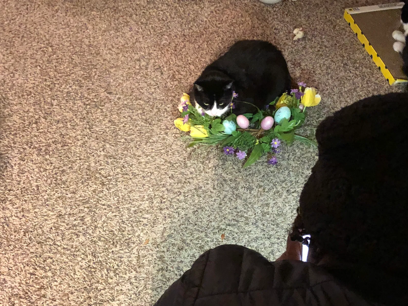 Lost cat in Taylor, MI, 48180