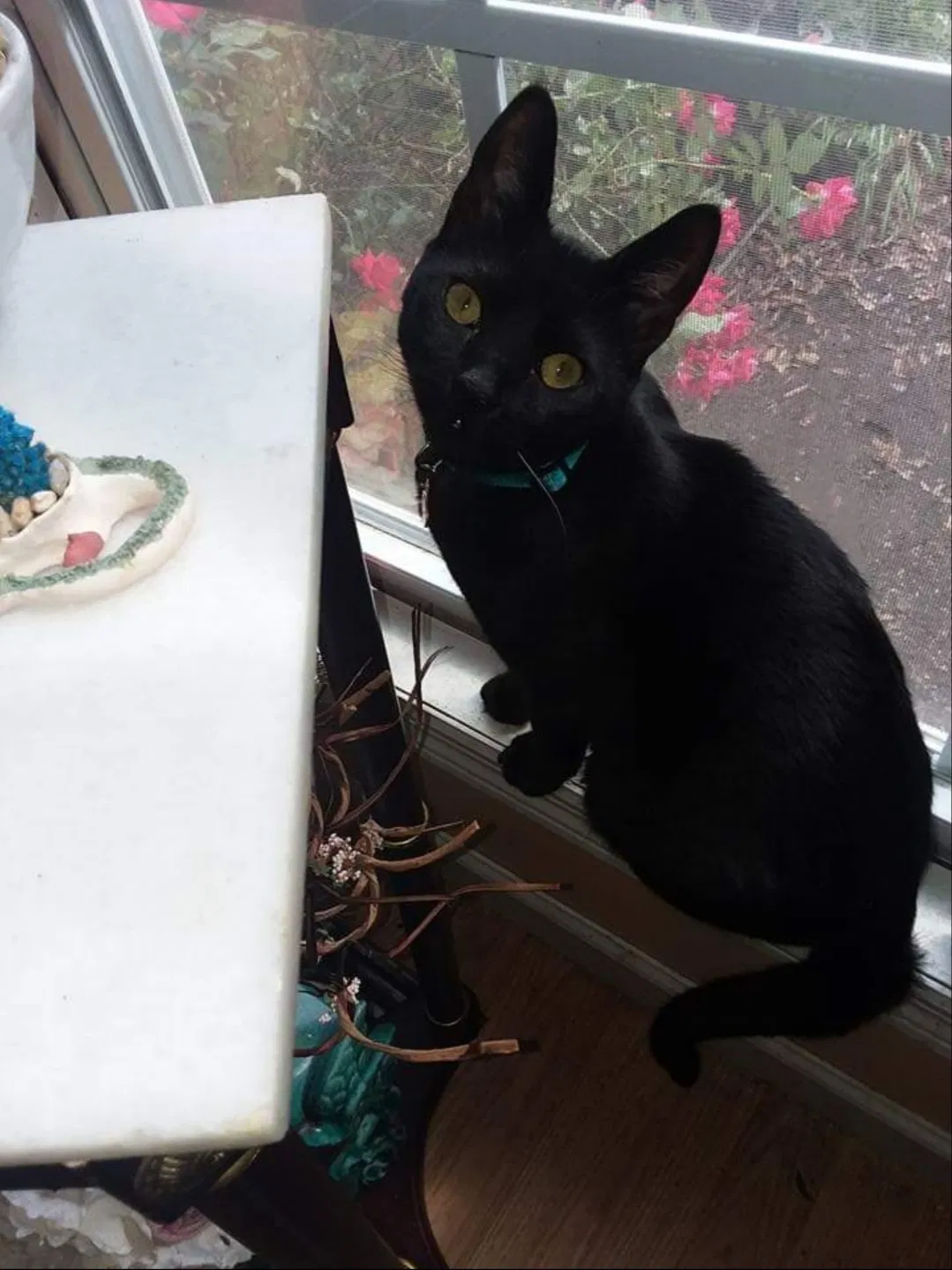Lost cat in Honea Path, SC, 29654