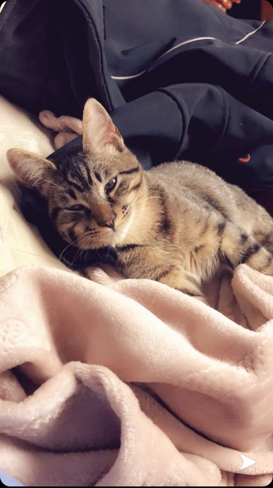 Lost cat in Toledo, OH, 43613