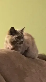 Lost cat in Manhattan, KS, 66502
