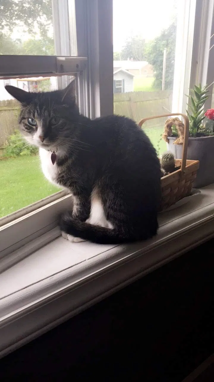 Lost cat in Bellwood, PA, 16617