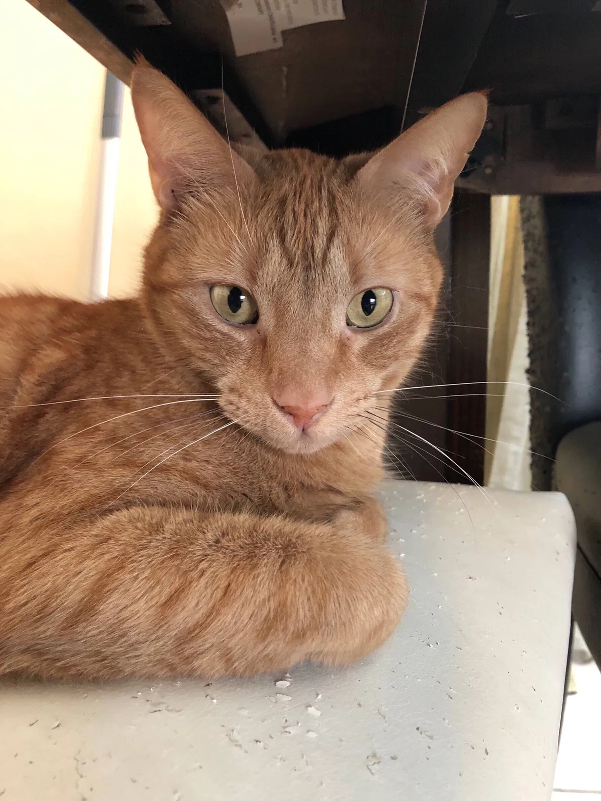 Lost cat in Gainesville, FL, 32601