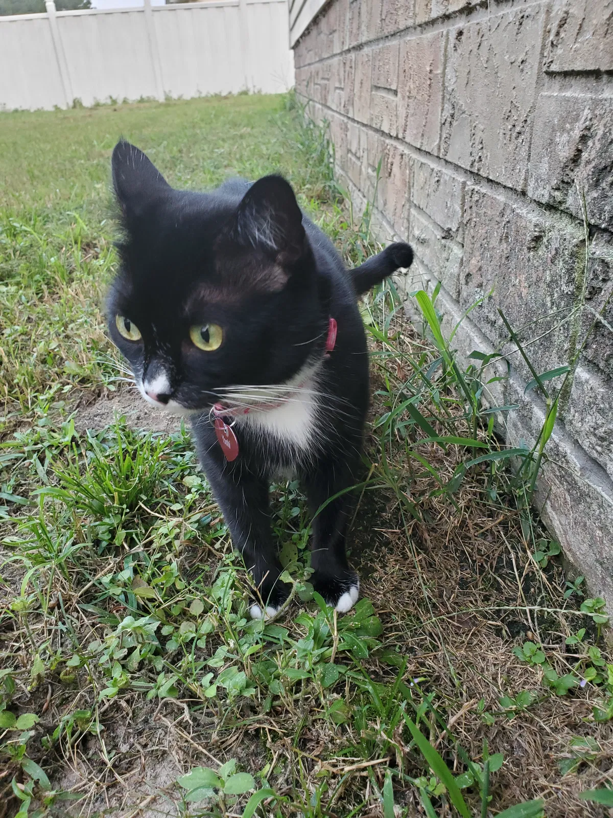 Lost cat in Ray City, GA, 31645