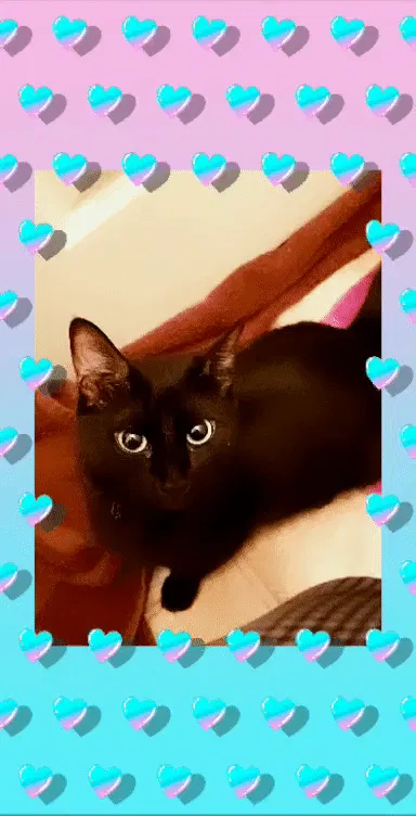 Lost cat in Thrall, TX, 76578