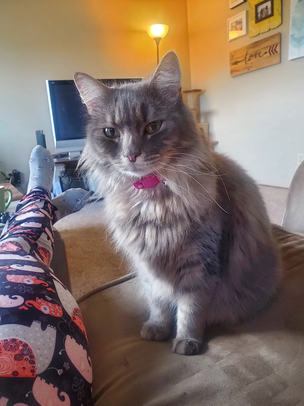 Lost cat in Encinitas, CA, 92024