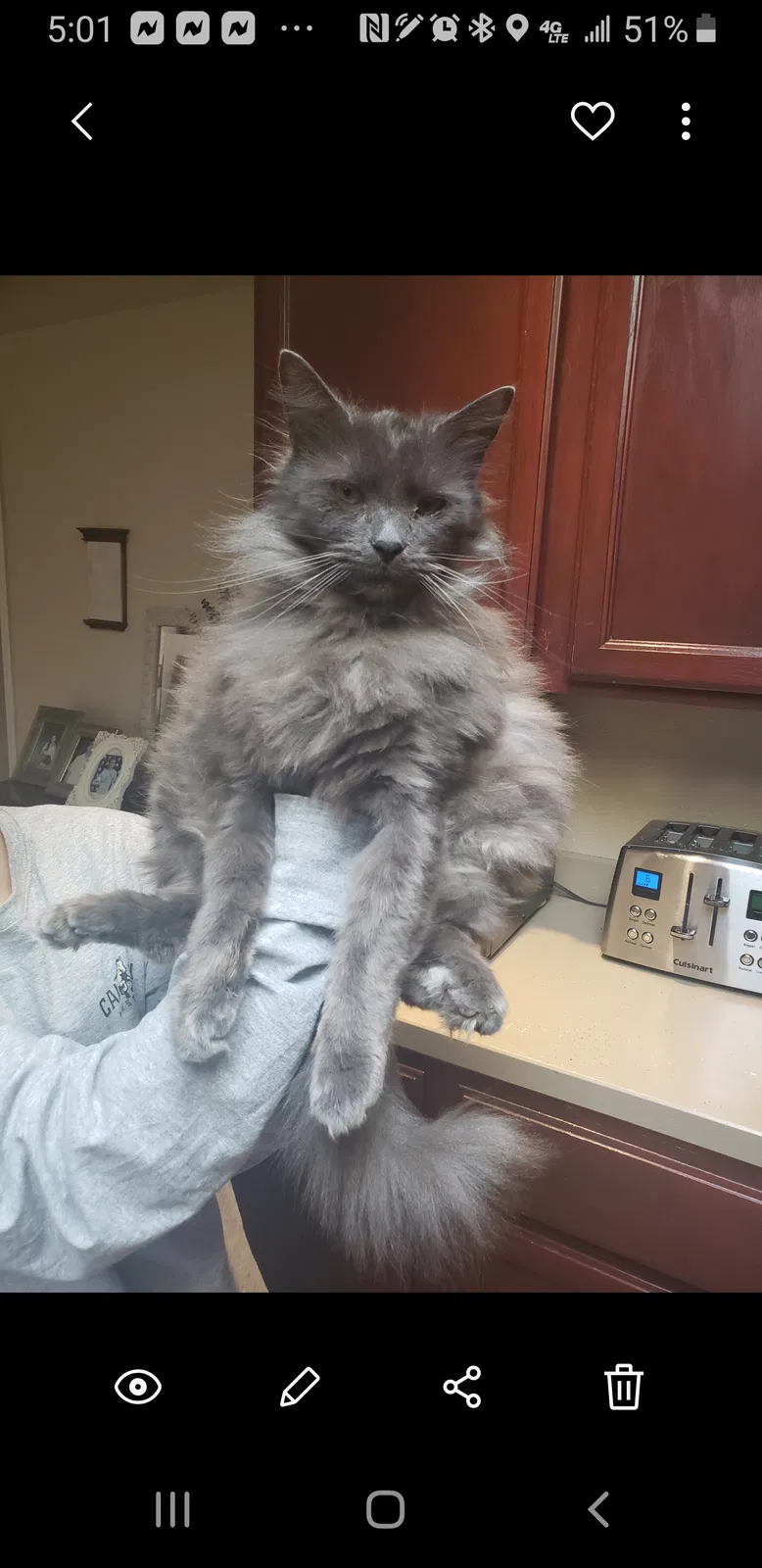 Lost cat in Olympia, WA, 98501