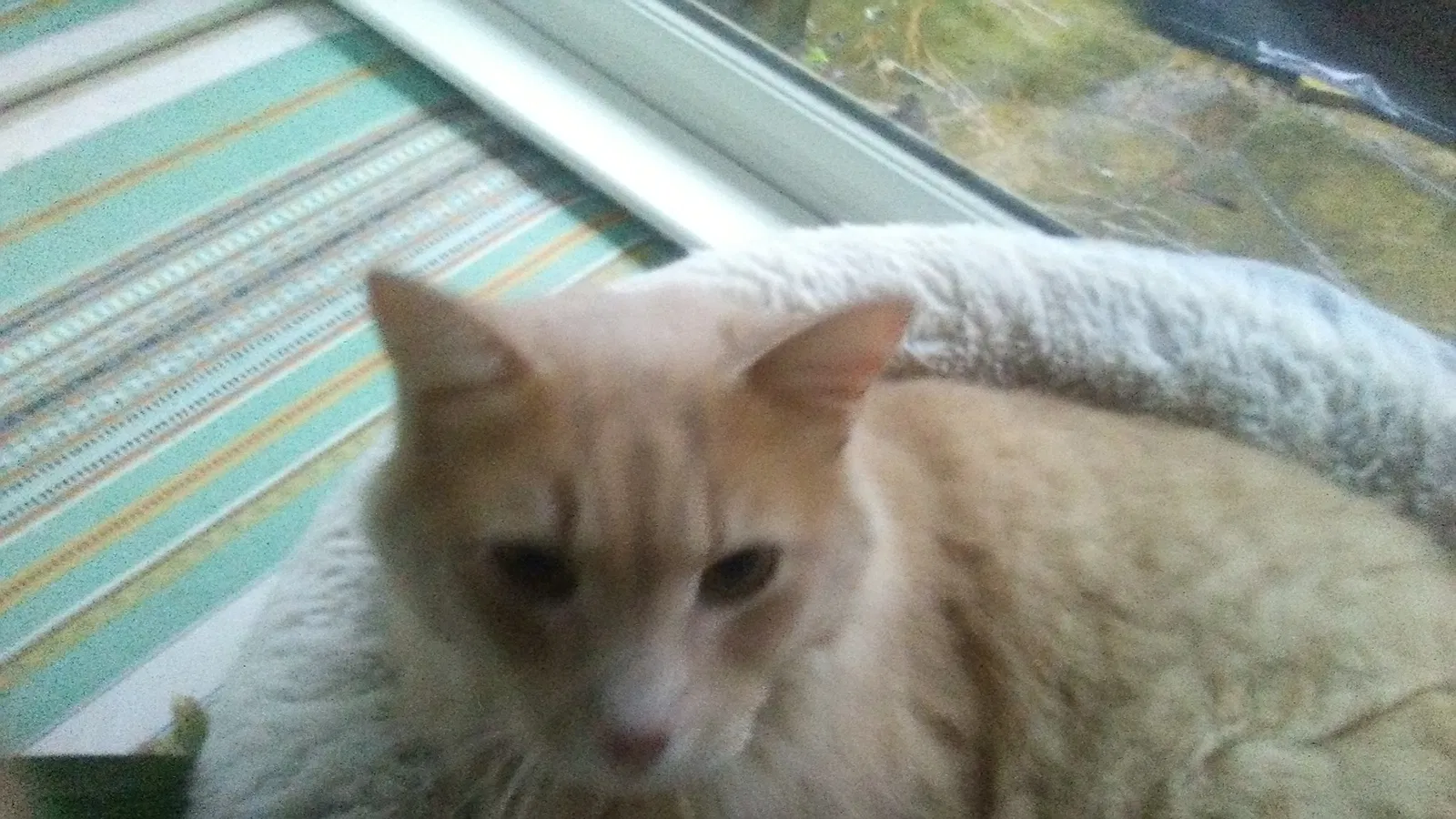 Lost cat in Marietta, GA, 30062