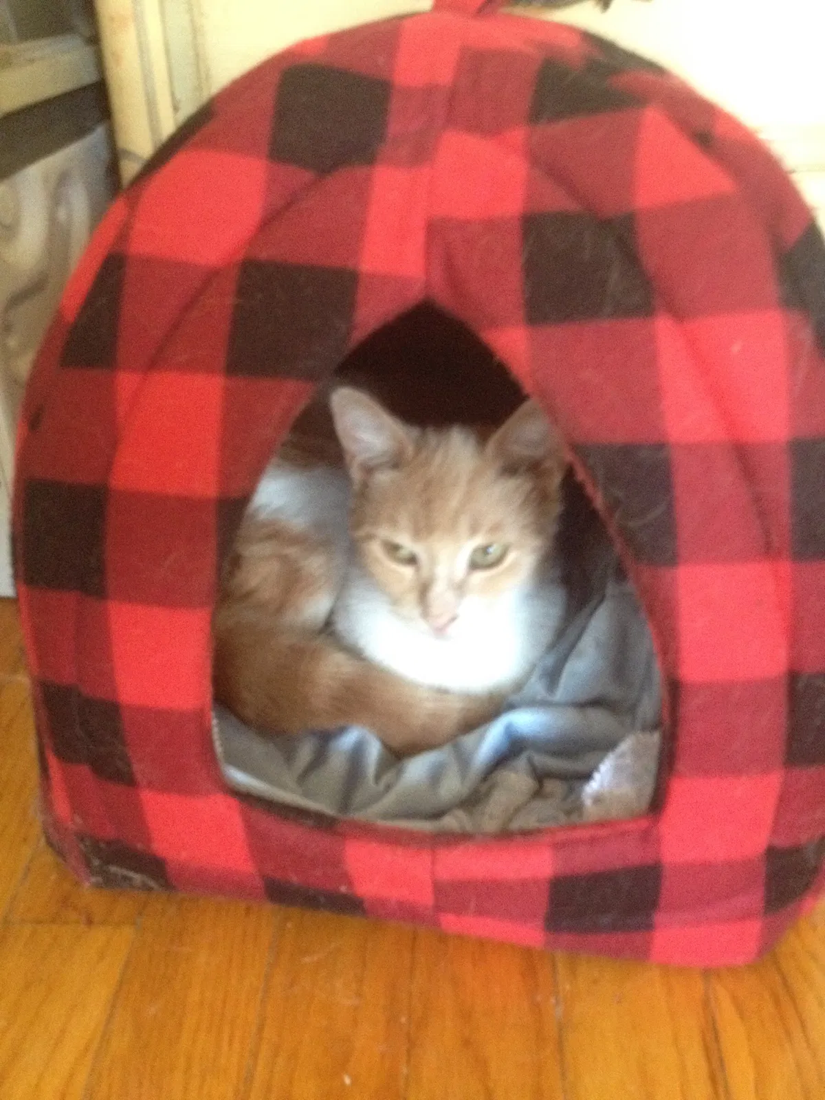 Lost cat in Chicago, IL, 60644