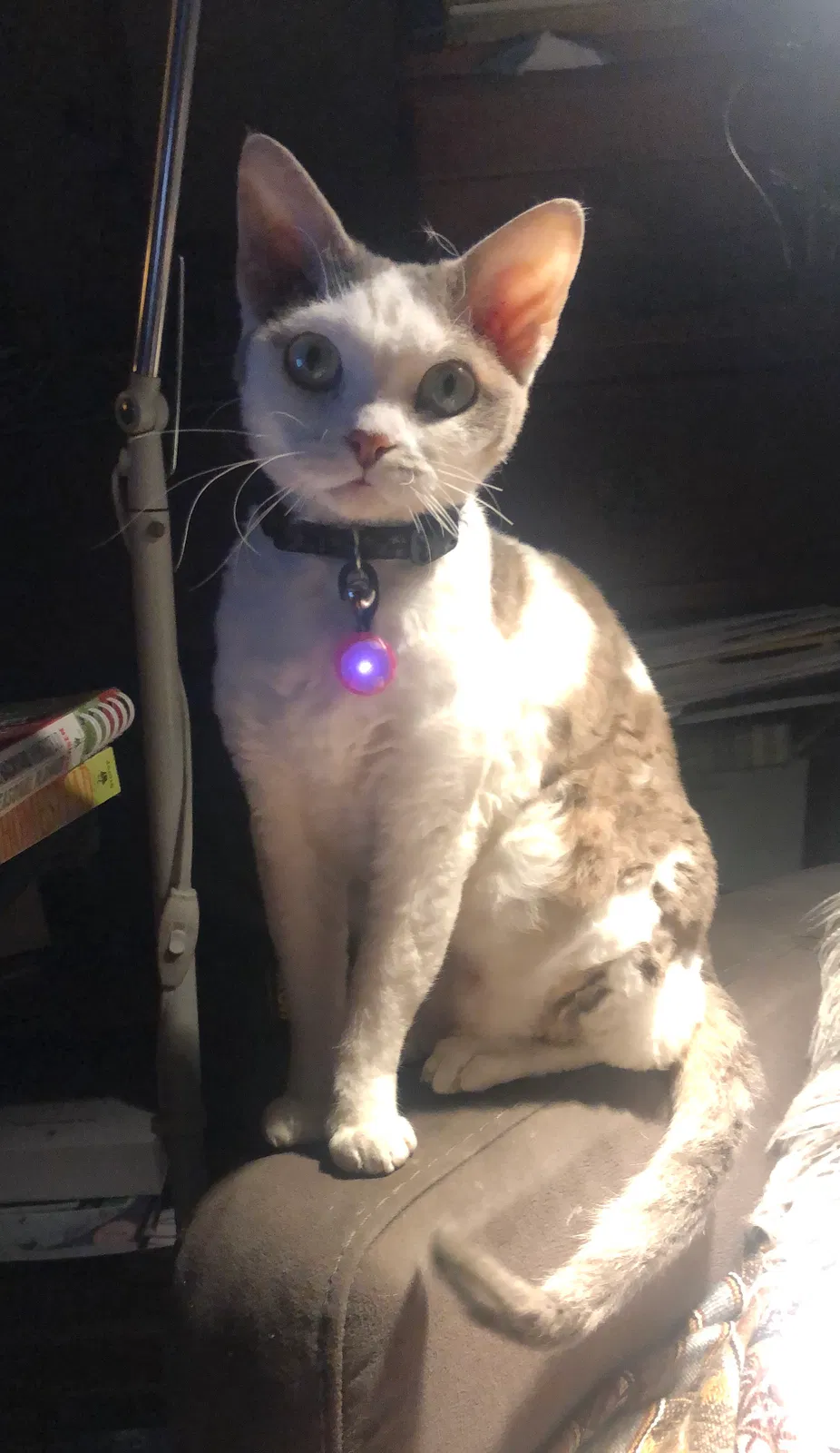 Lost cat in Hutto, TX, 78634