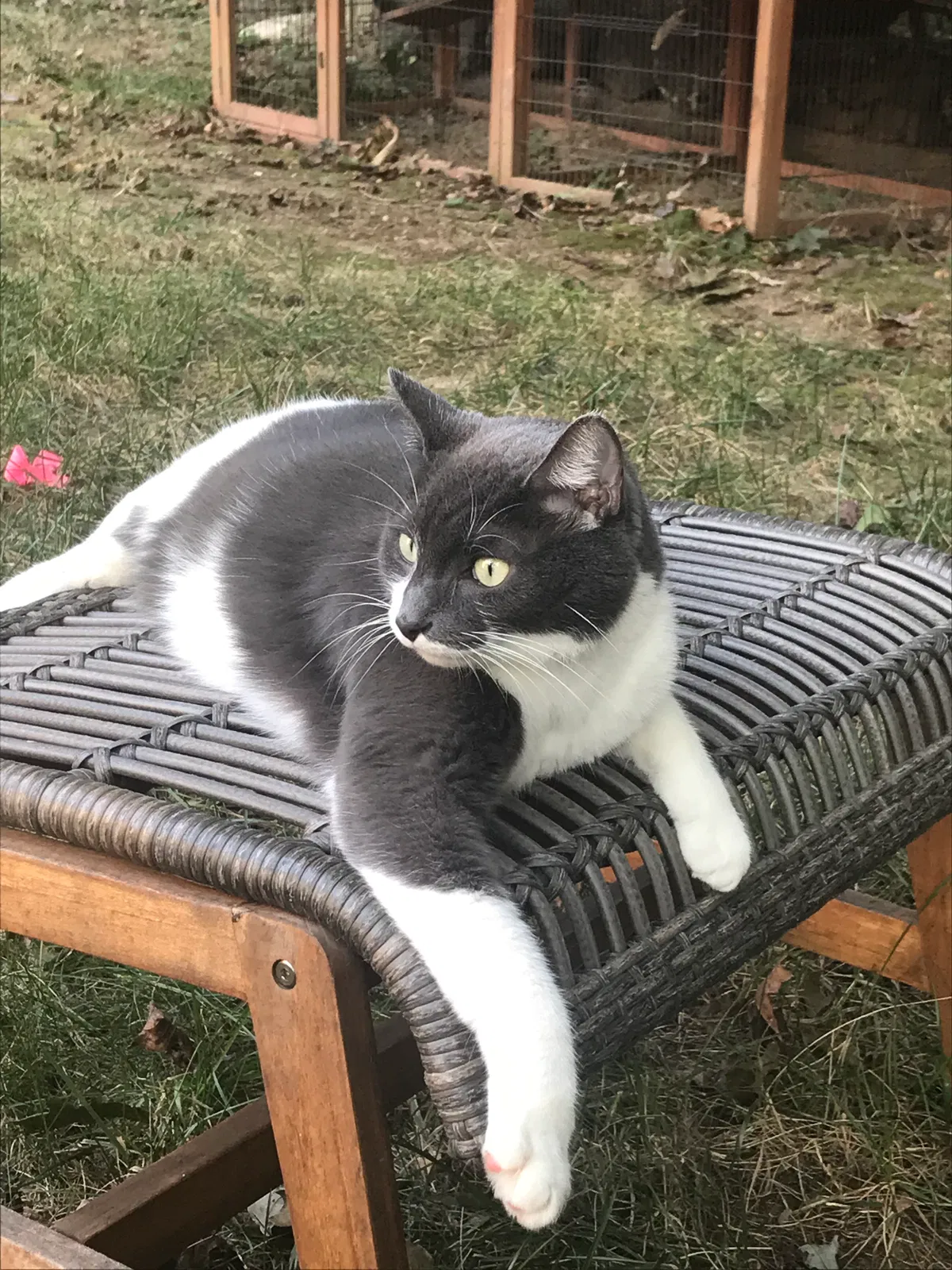 Lost cat in Charlotte, NC, 28270