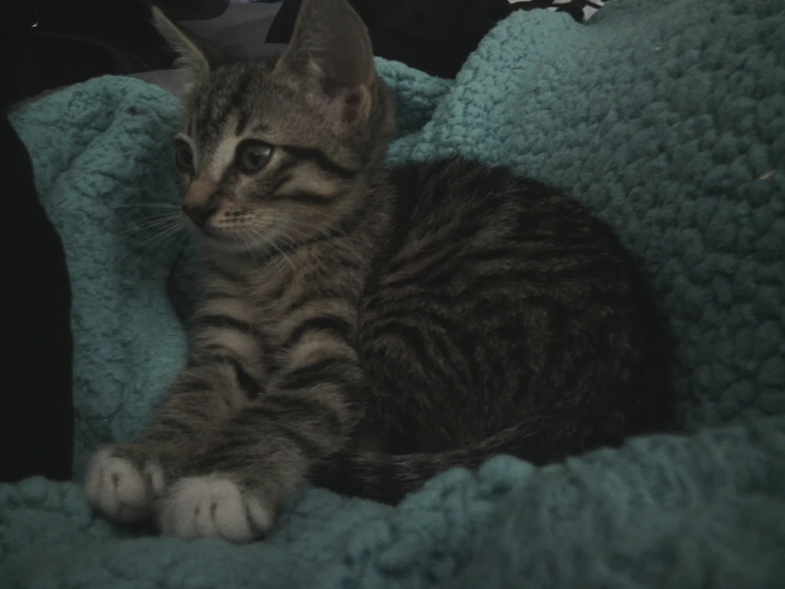 Lost cat in Santa Maria, CA, 93458