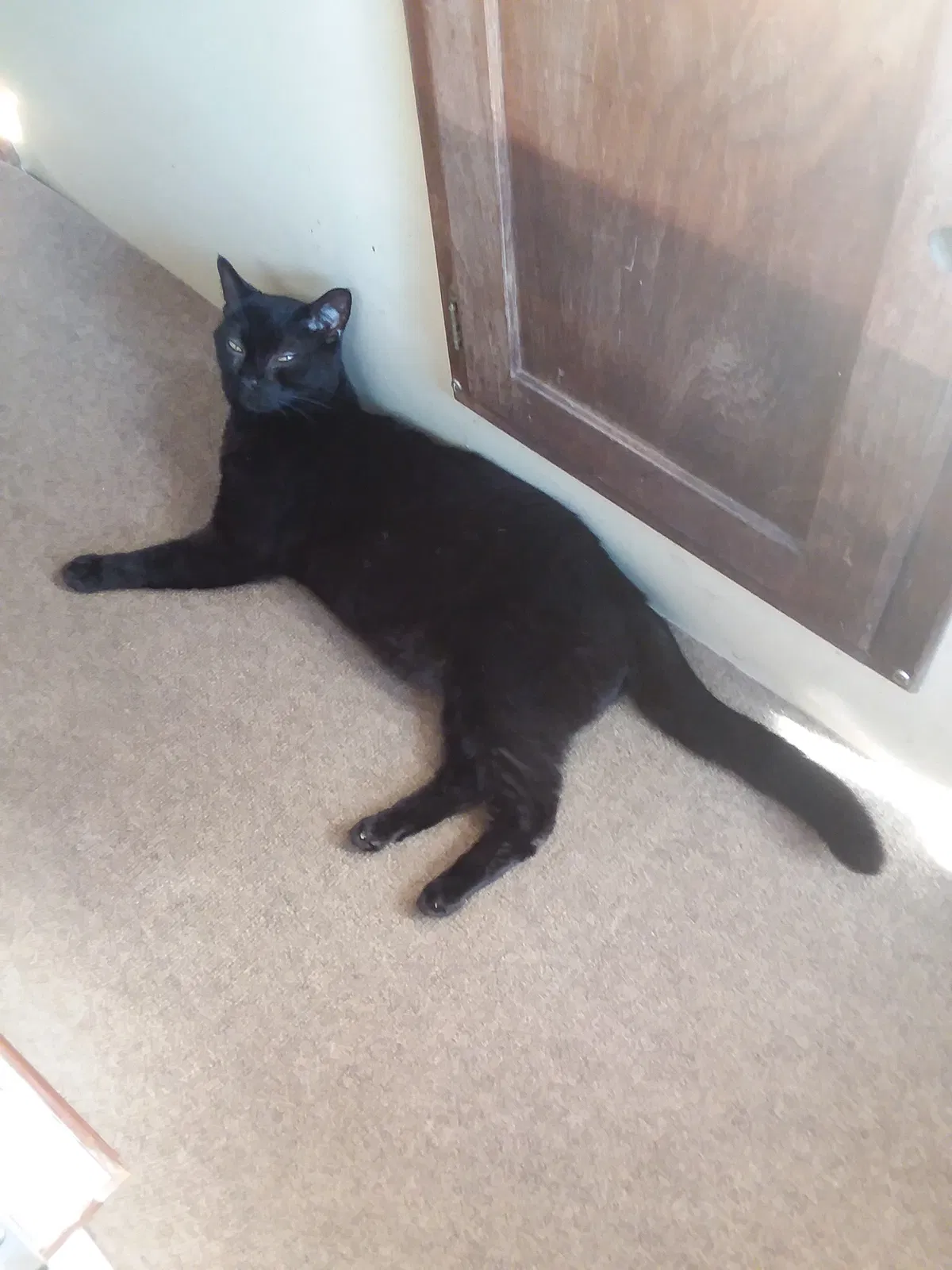Lost cat in Gulf Shores, AL, 36542