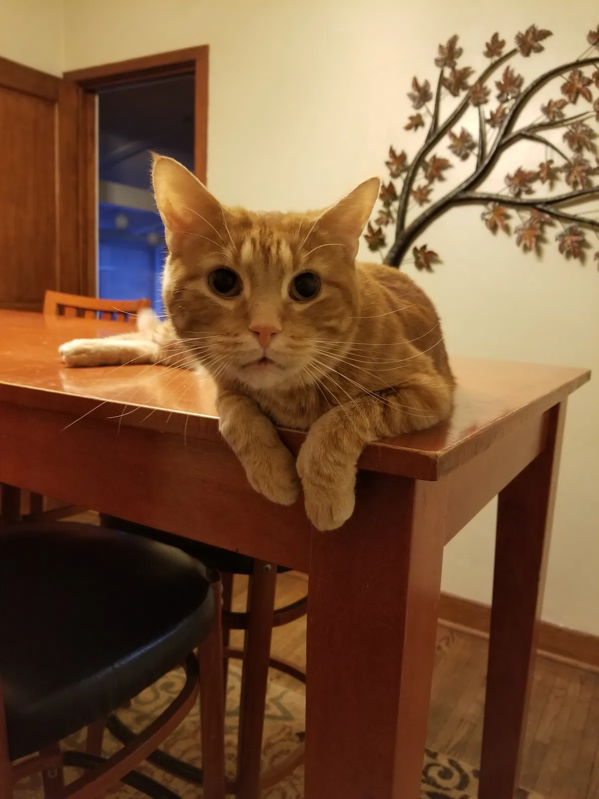 Lost cat in Marion, IA, 52302