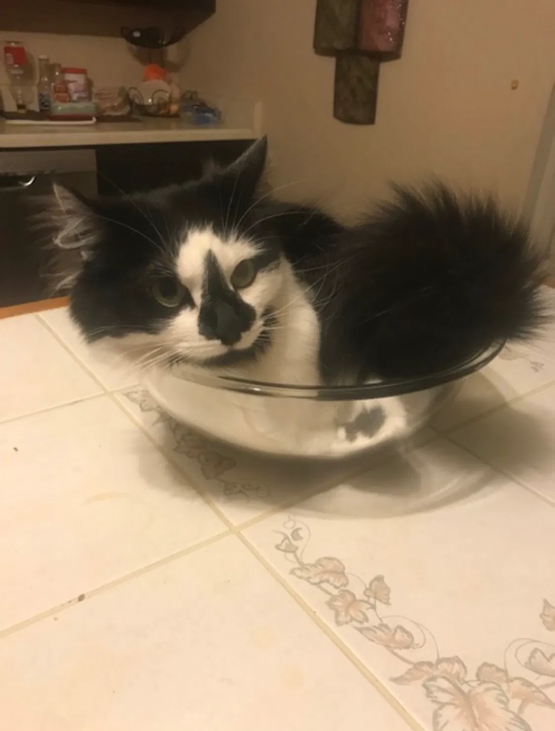 Lost cat in Denver, CO, 80232