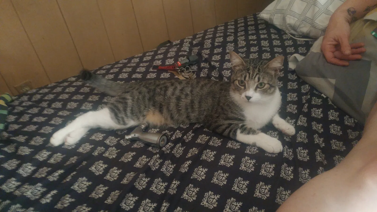 Lost cat in Ontario, CA, 91762
