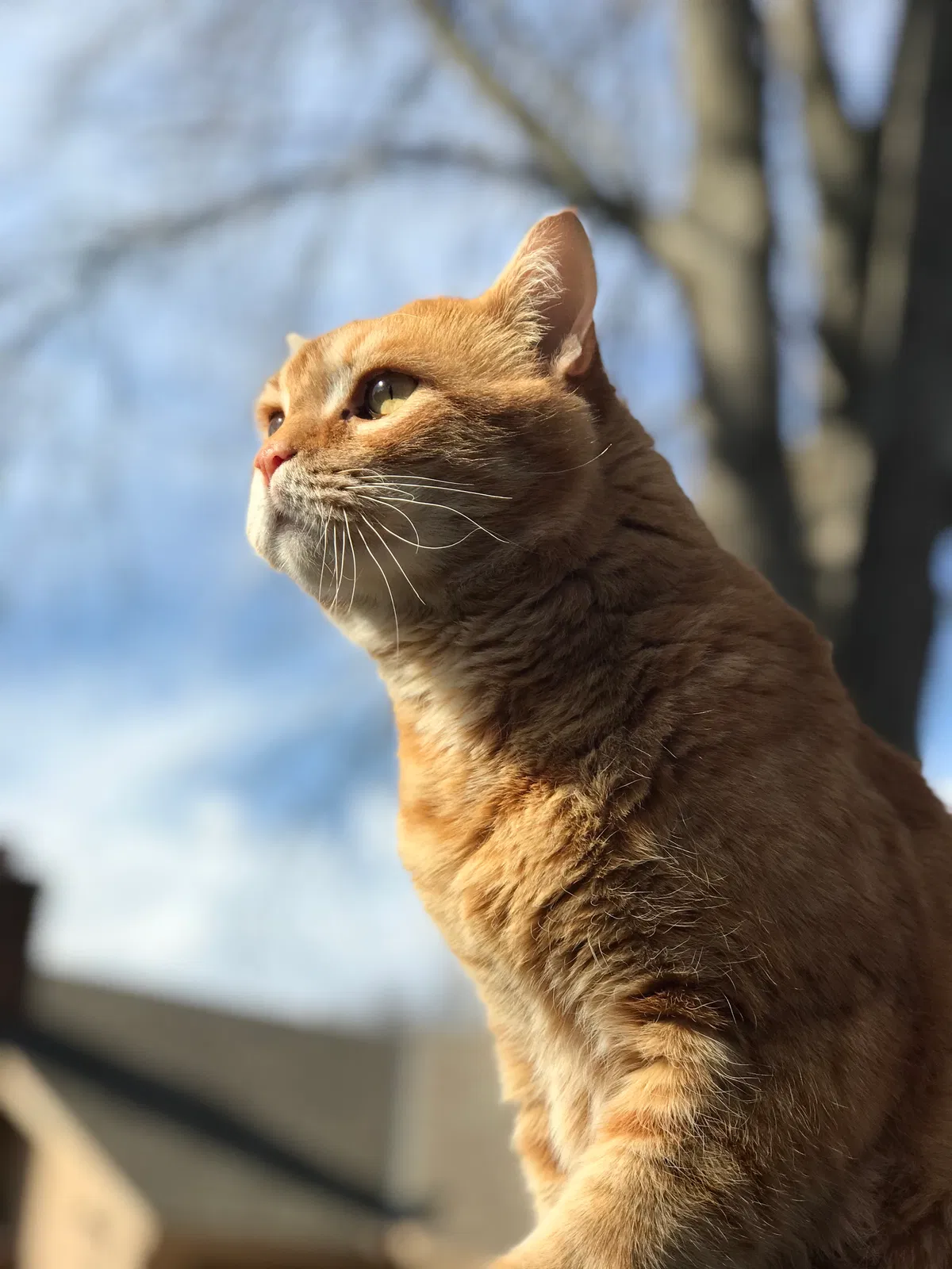 Lost cat in Kansas City, MO, 64138