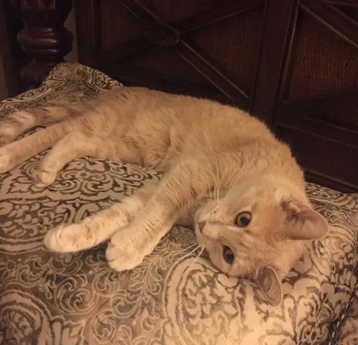 Lost cat in Sarasota, FL, 34237