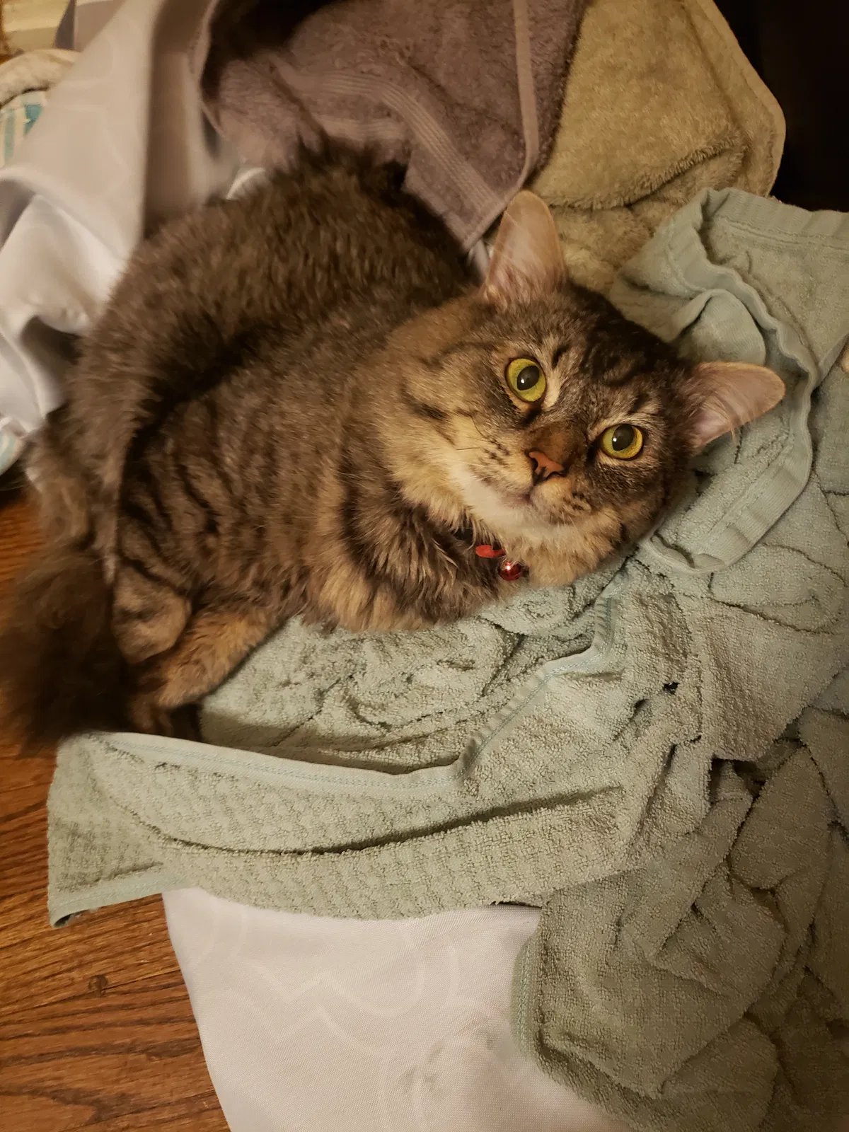 Lost cat in Rocky Mount, NC, 27804