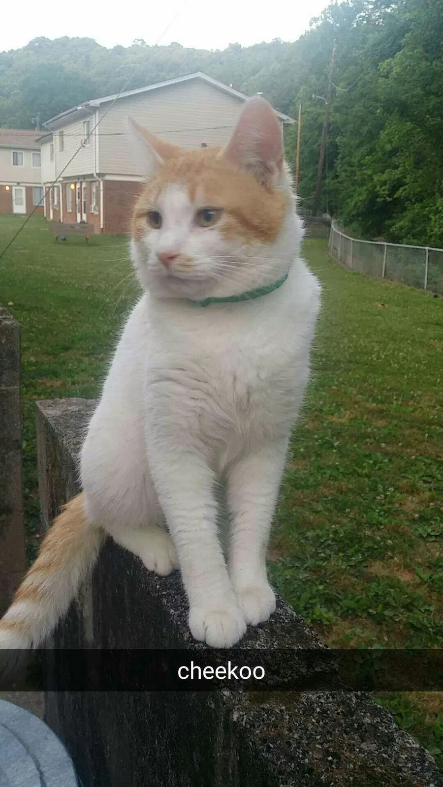 Lost cat in Saint Albans, WV, 25177