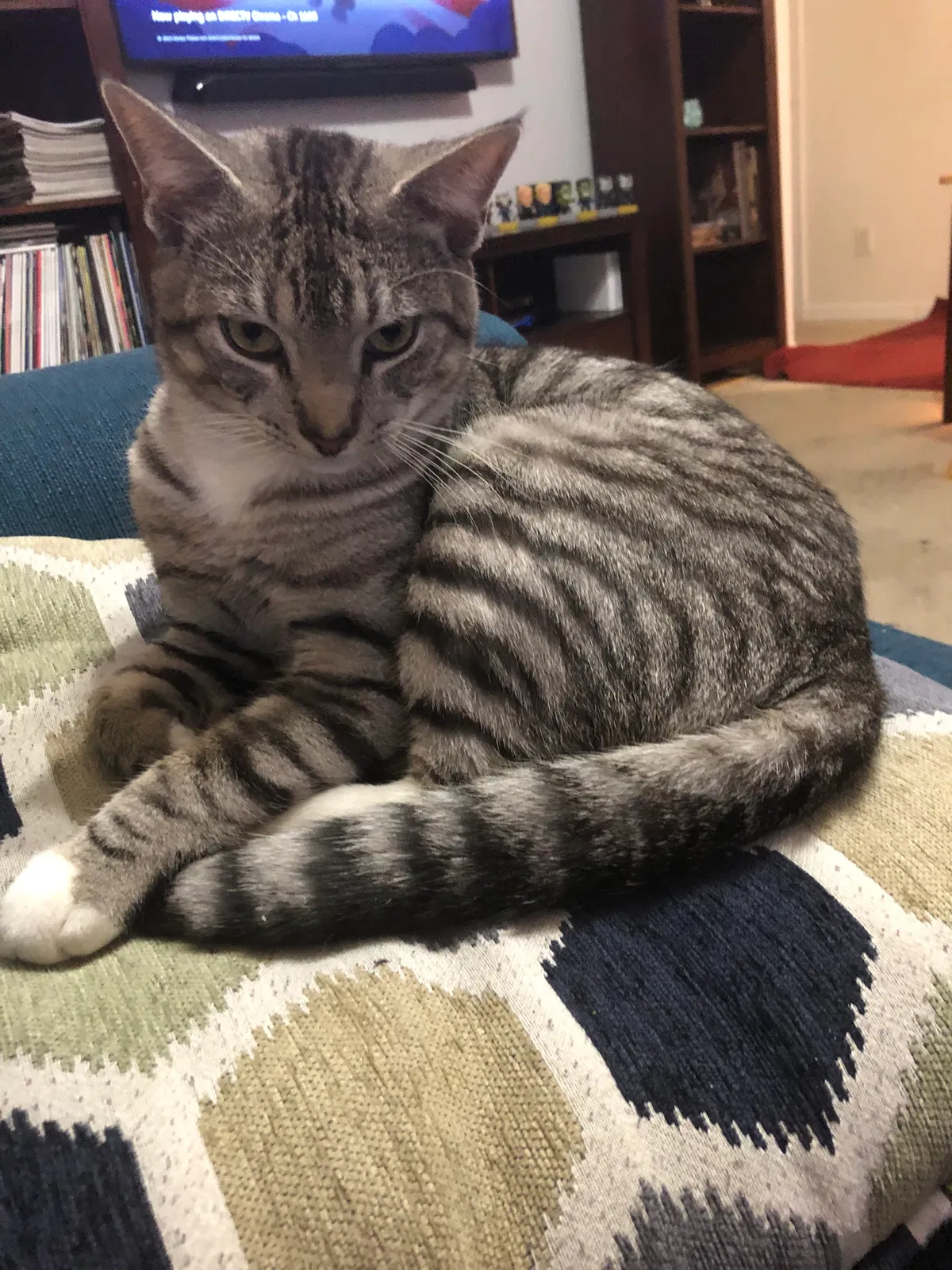 Lost cat in Cape Coral, FL, 33909