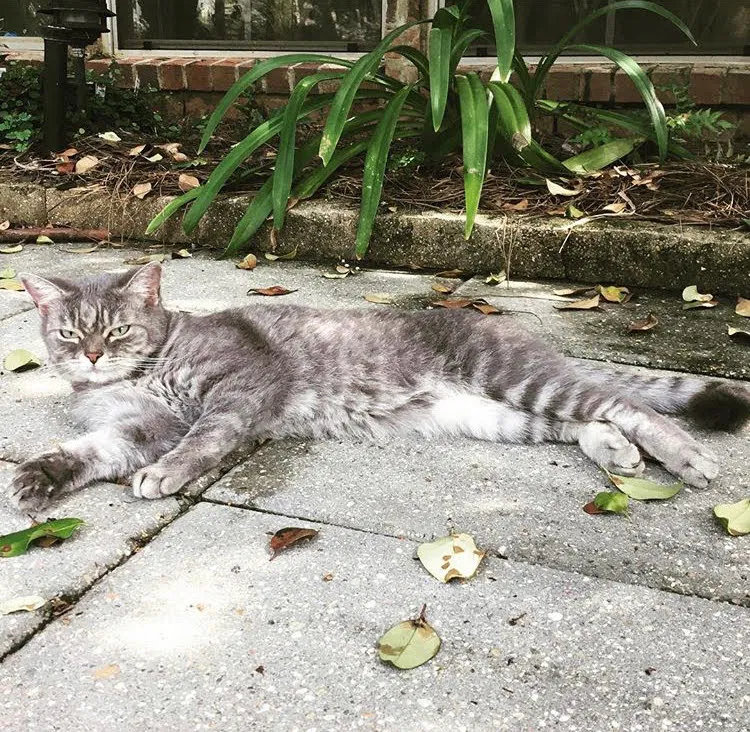 Lost cat in Mandeville, LA, 70471