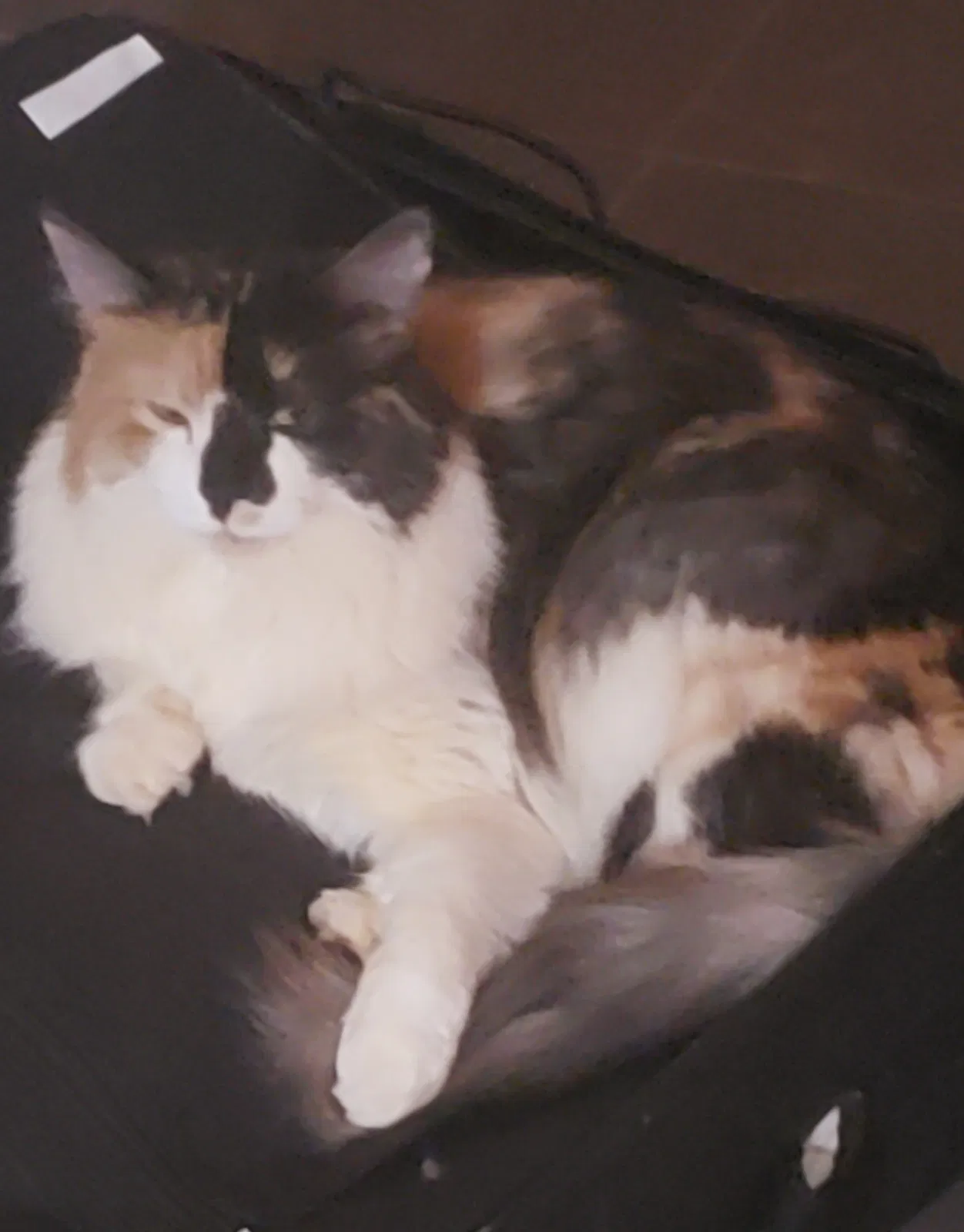 Lost cat in Danielsville, GA, 30633