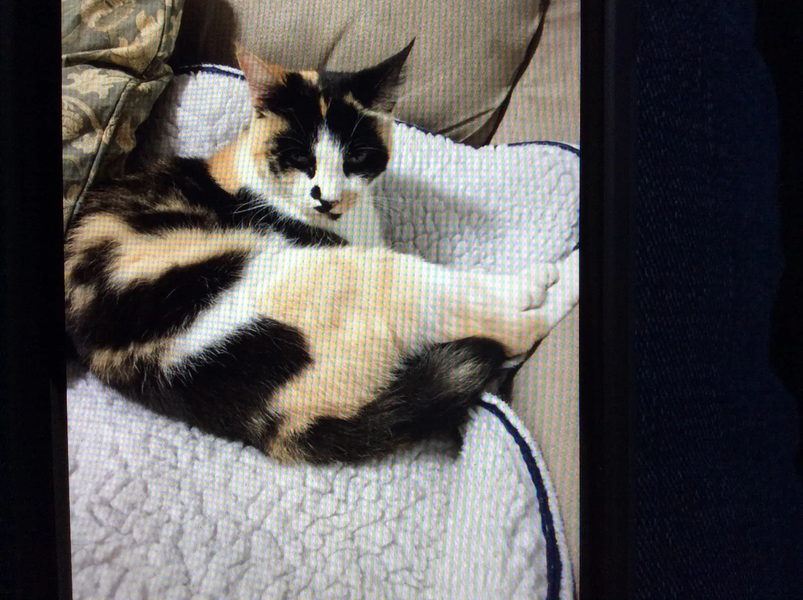Lost cat in Seattle, WA, 98177