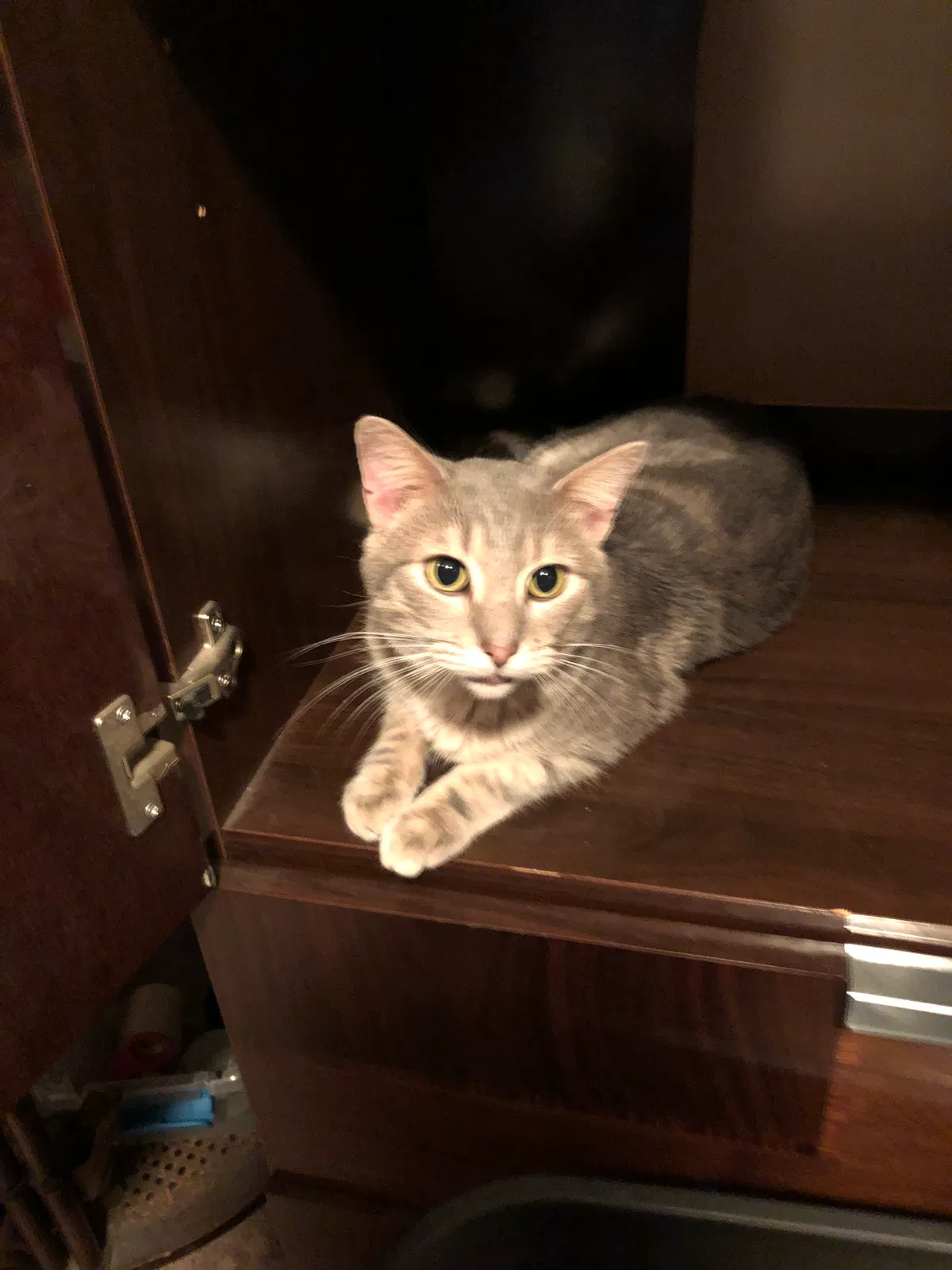 Lost cat in Chicago, IL, 60651