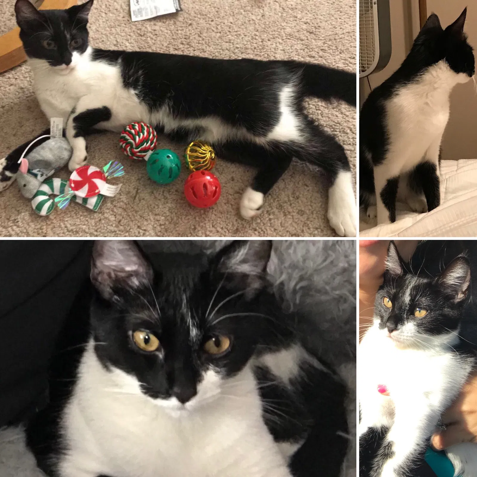Lost cat in Deltona, FL, 32725