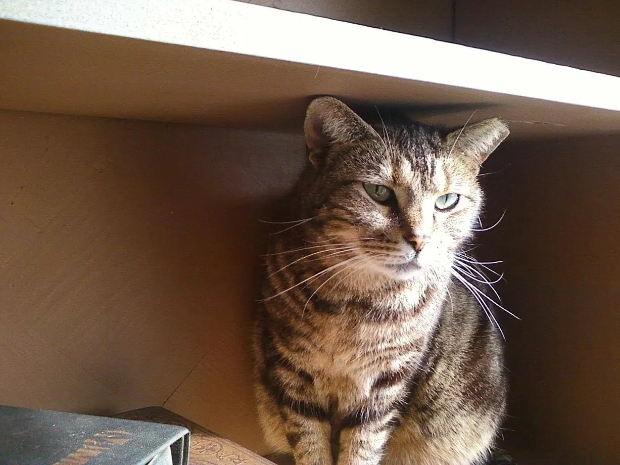 Lost cat in South Webster, OH, 45682