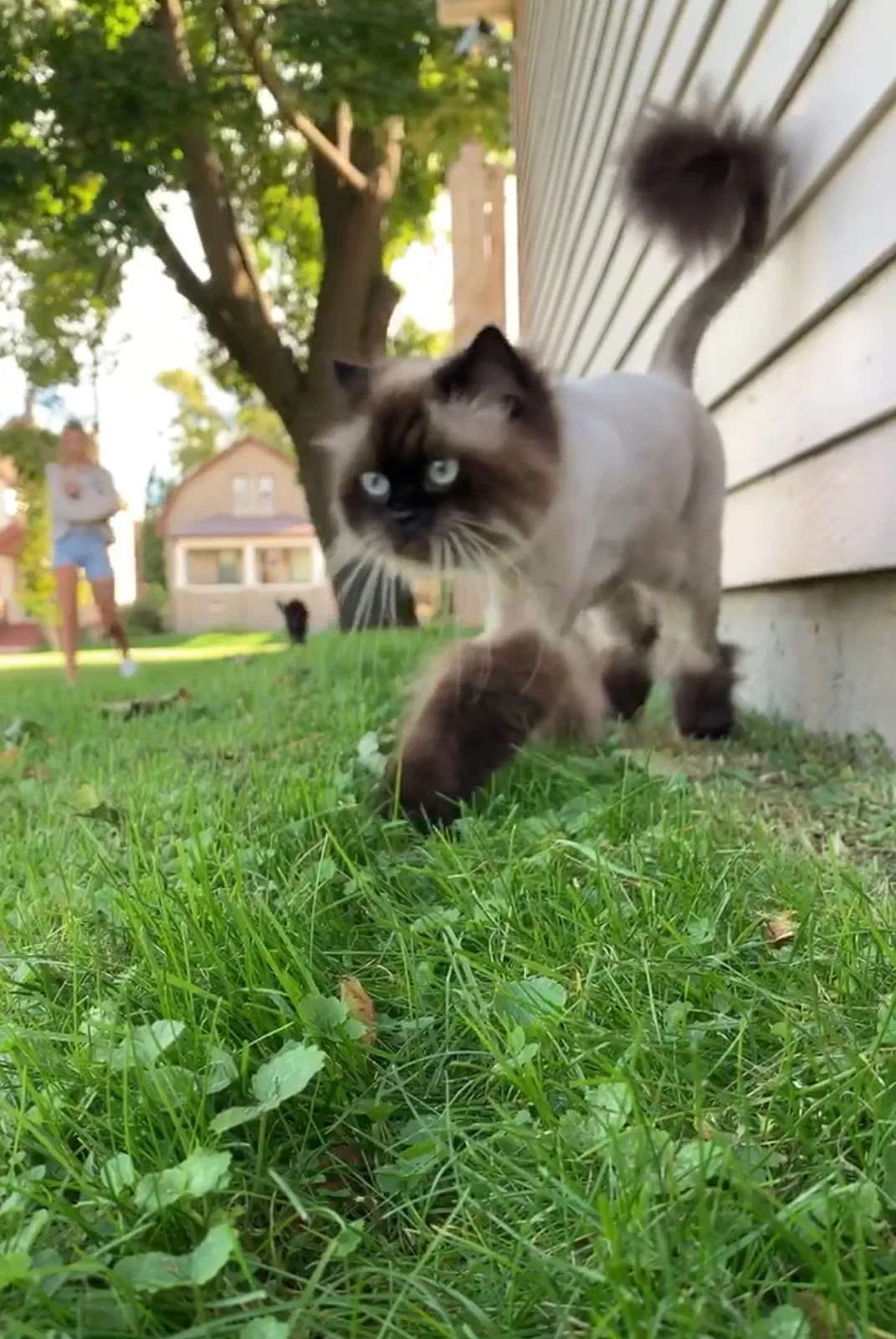Lost cat in Milwaukee, WI, 53207