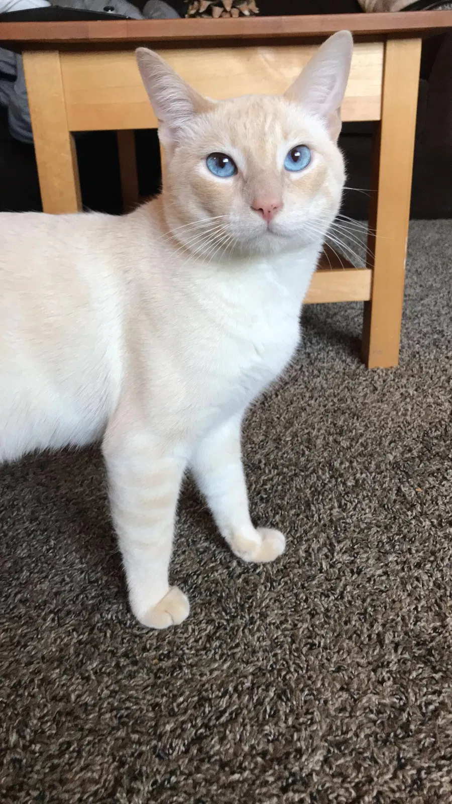 Lost cat in Redding, CA, 96002