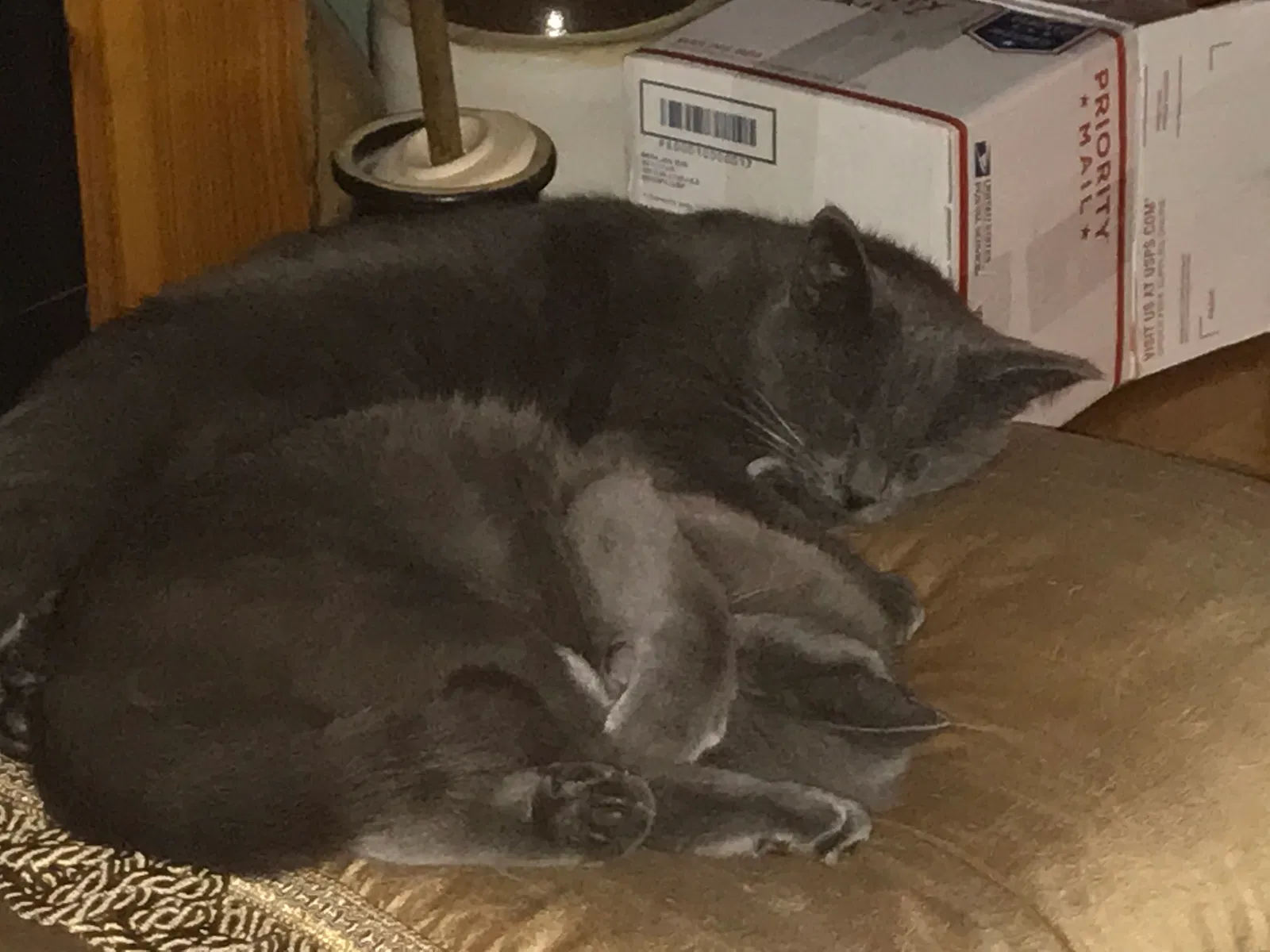 Lost cat in Gaffney, SC, 29340