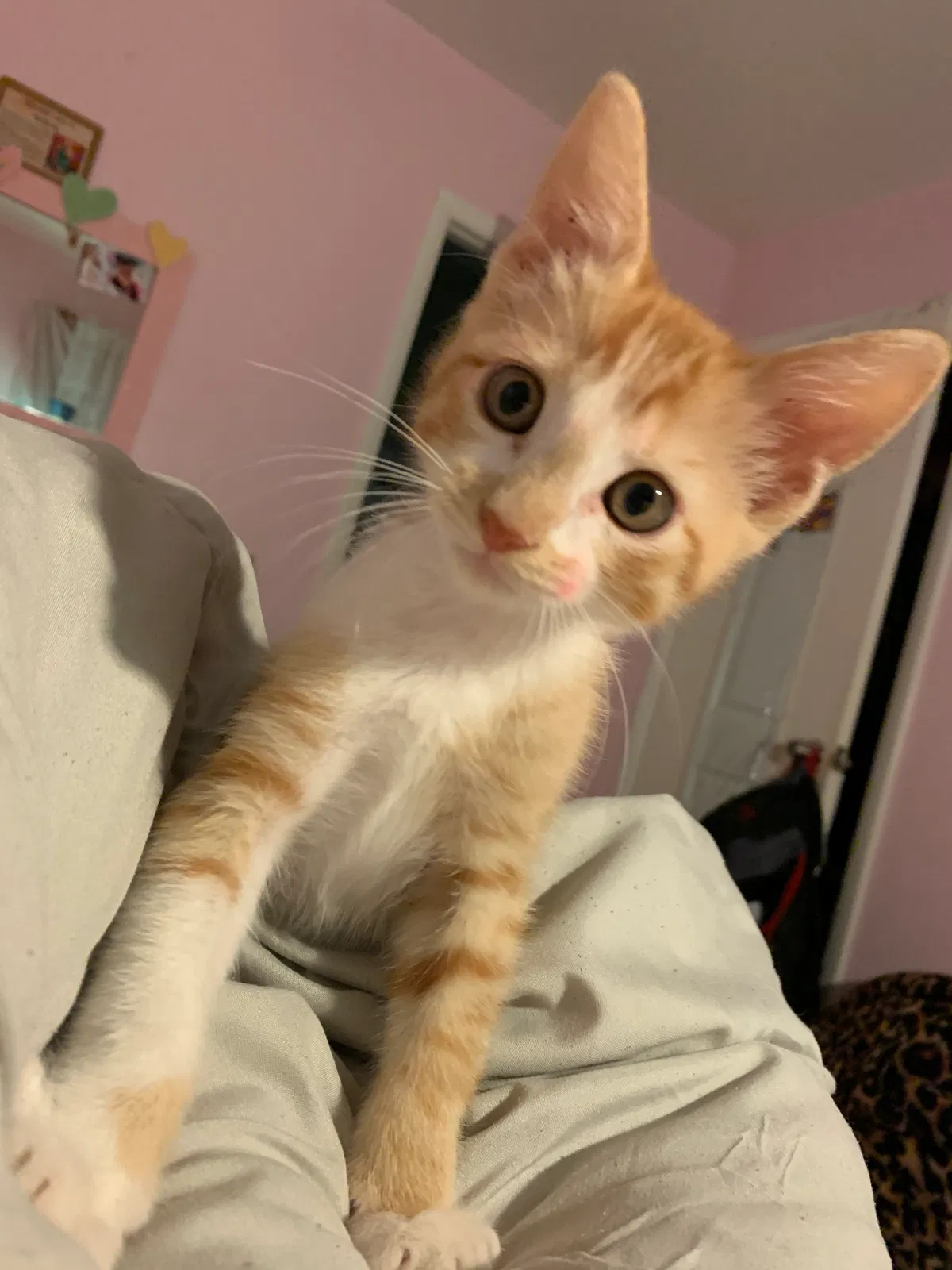 Lost cat in Austin, TX, 78723