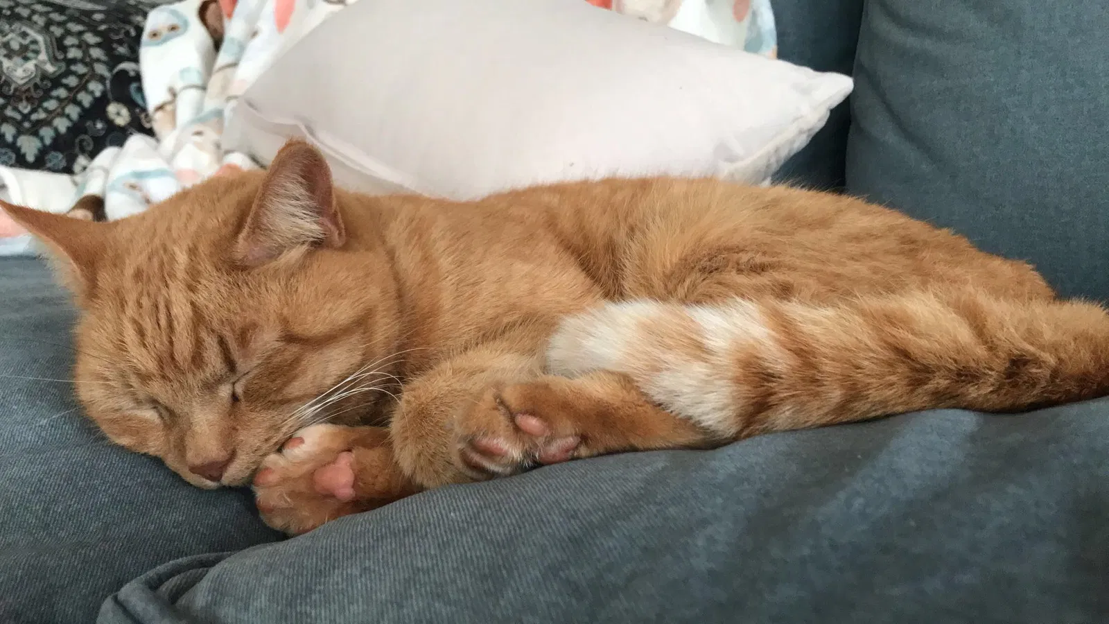 Lost cat in Culpeper, VA, 22701