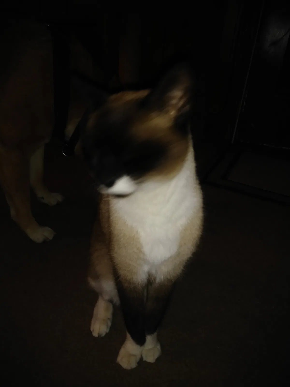 Lost cat in Acworth, GA, 30101
