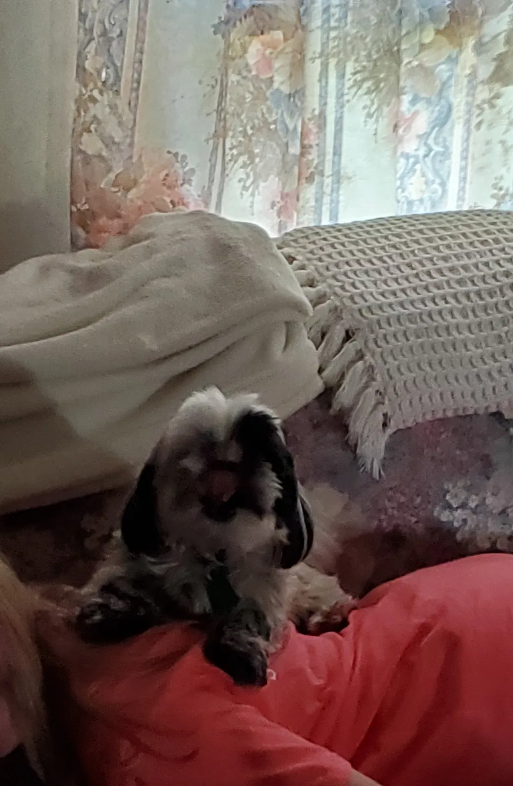 Lost dog in Wetumpka, AL, 36092