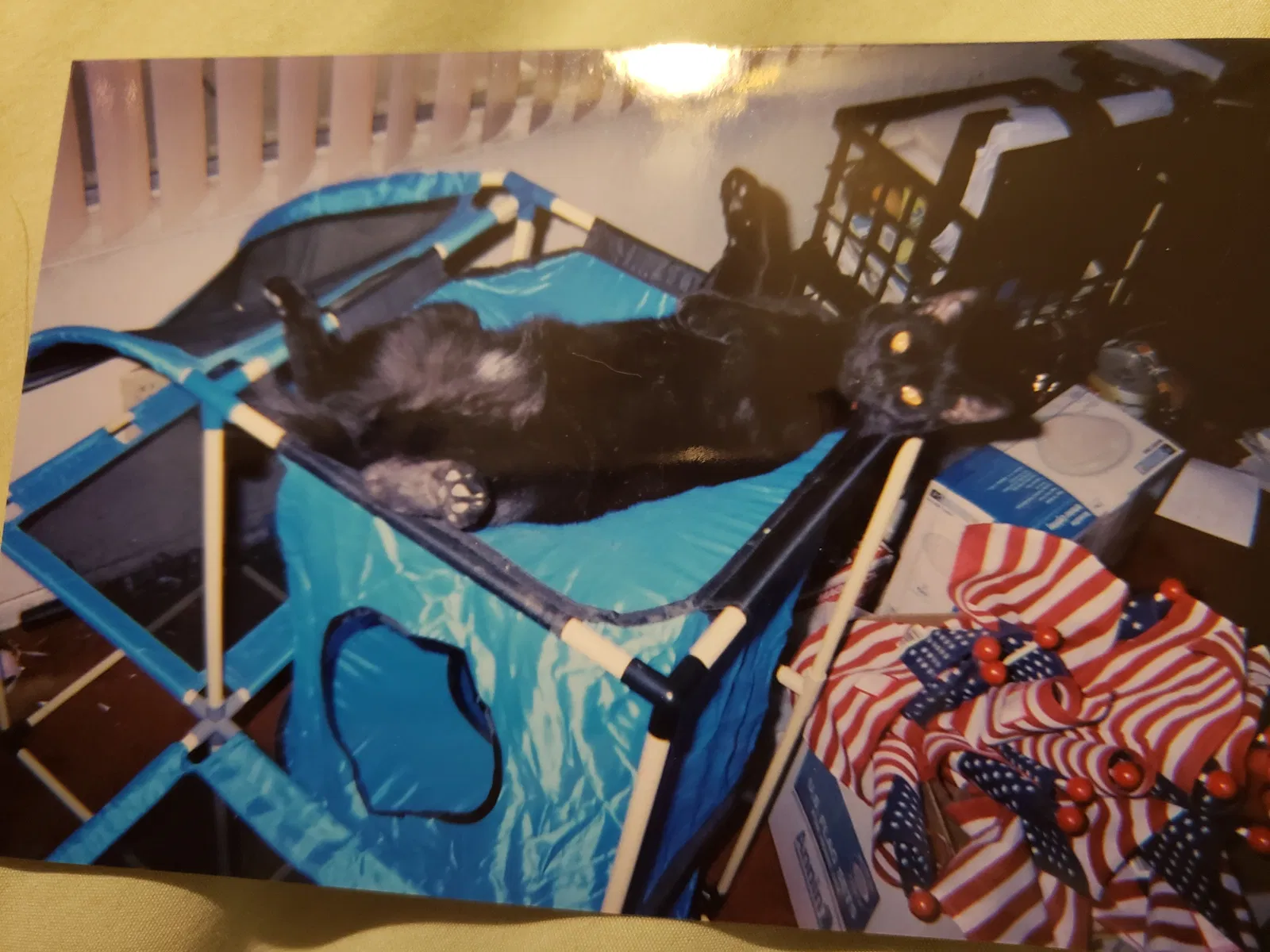 Lost cat in Phoenix, AZ, 85027