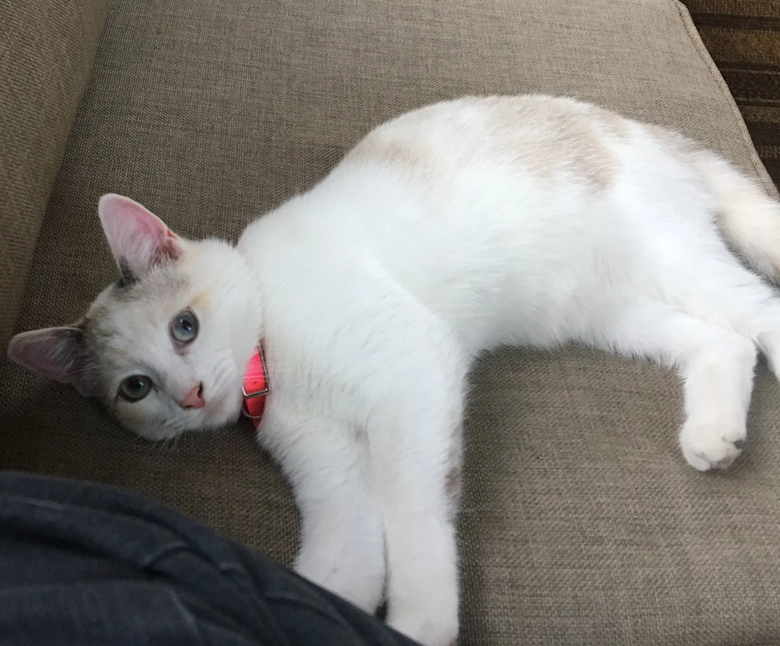 Lost cat in Columbia, SC, 29205