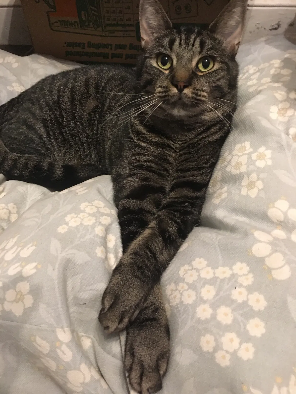 Lost cat in Philadelphia, PA, 19127