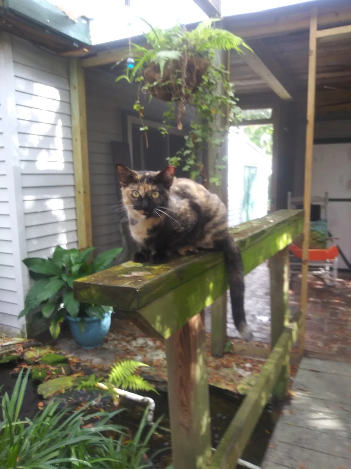 Lost cat in Largo, FL, 33770