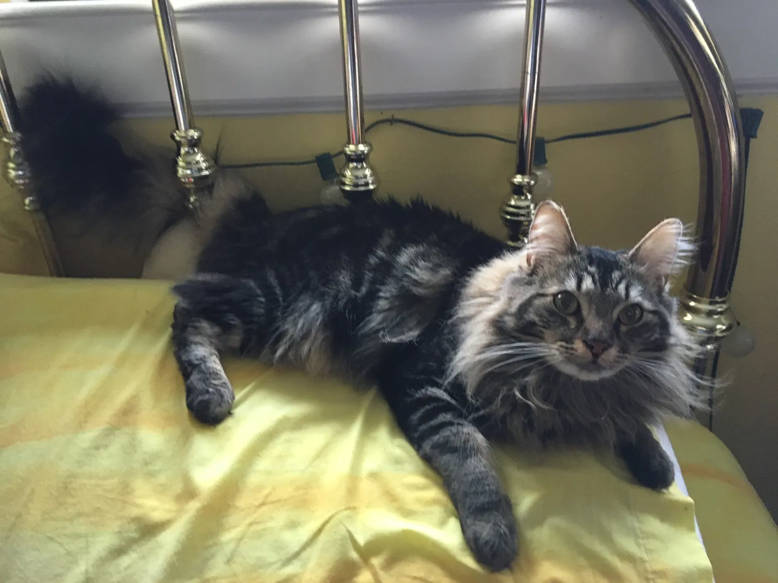 Lost cat in Rancho Cordova, CA, 95670